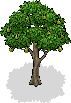 Pear Tree.png