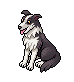 Easter c17 collie.gif