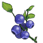 File:Summer blueberry left.png