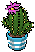 File:Fuschia Crown Cactus.png