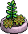 File:Limey Succulent Plant.png