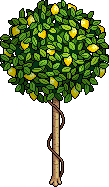 File:Lemon Tree.png
