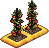 File:Indoor Tomato Plant.png