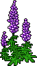 File:Princly Purple Lupine.gif