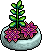 File:Pink Succulent Plant.png