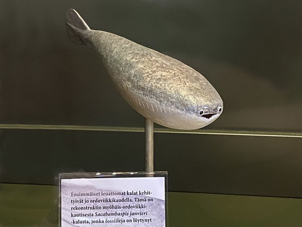 Sacabambaspis Fish - Habbox Wiki